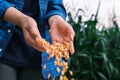 Yellow ripe corn grain in woman farmer hand pouring with plantation farm background Royalty Free Stock Photo