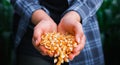 Yellow ripe corn grain in woman farmer hand pouring Royalty Free Stock Photo