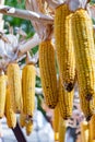 Yellow, ripe corn hangs and dries in the sun and waits for its time to turn into popcorn