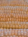 yellow ripe corn kernels in cobs close-up Royalty Free Stock Photo