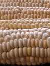 yellow ripe corn kernels in cobs close-up Royalty Free Stock Photo