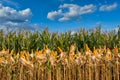ripe corn on stalks for harvest in agricultural cultivated field with blue sky in the day