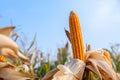 yellow ripe corn on stalks for harvest in agricultural cultivated field