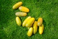 Yellow ripe cucumber fruits lying on the green grass.