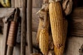 Yellow ripe dried corn cobs seeds decor hanged on wooden wall of old rural countrysdie barn. Rustic country farm Royalty Free Stock Photo