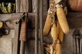 Yellow ripe dried corn cobs seeds decor hanged on wooden wall of old rural countrysdie barn. Rustic country farm Royalty Free Stock Photo