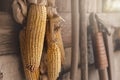 Yellow ripe dried corn cobs seeds decor hanged on wooden wall of old rural countrysdie barn. Rustic country farm Royalty Free Stock Photo