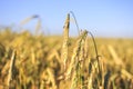 Yellow ripe ears of rye on a rye field against a blue sky background. Royalty Free Stock Photo