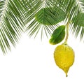 Etrog. Citron Citron fruit and palm leaves