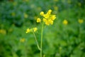 the yellow ripe green mustered plant with flower in the farm
