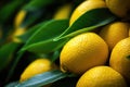 Yellow ripe lemon with green leaves