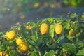 Yellow ripe lemons with green leaves on lemon tree covered by protective mesh