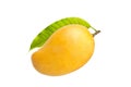 Organic Ripe yellow mango tropical fruit Royalty Free Stock Photo