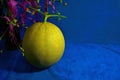 Yellow ripe melon on blue clothes floor