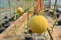 Yellow ripe melon fruit in harvesting season Royalty Free Stock Photo