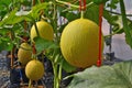 Yellow ripe melon fruits on the trees Royalty Free Stock Photo