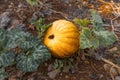 ripe pumpkin grows in the garden. Gardening and agriculture concept. Harvesting and fertilizing the soil Royalty Free Stock Photo