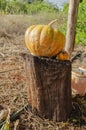 Yellow Ripe Pumpkin On Wooden Stand
