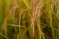 Yellow ripe rice seed with green and dry leaves at rice field