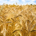 yellow ripe rye ears close up on field in Brittany Royalty Free Stock Photo