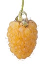 Yellow ripe single raspberry on white Royalty Free Stock Photo