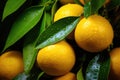 Yellow ripe tangerine with green leaves