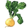 Yellow ripe turnip isolated, watercolor illustration on white