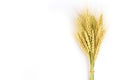 Yellow wheat bundle on white background Royalty Free Stock Photo