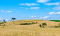 Yellow ripe wheat crop, growing, monoculture Royalty Free Stock Photo