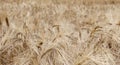 yellow ripe wheat ears in the field in summer Royalty Free Stock Photo