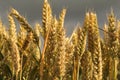 Yellow ripe wheat ears in the sunlight and a dark sky in the background Royalty Free Stock Photo