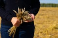 Yellow ripe wheat spicas in woman hands. Seasonal works of reaping on countryside farmland. Harvesting