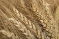 Yellow ripe wheat spikelets close-up, diagonal composition