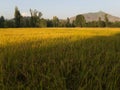 Yellow ripen Rice fields in a countryside