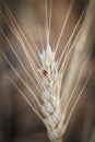 Yellow ripened spikelet of wheat on a field close Royalty Free Stock Photo