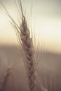 Yellow ripened spikelet of wheat on a field close Royalty Free Stock Photo