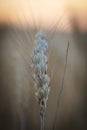 Yellow ripened spikelet of wheat on a field close Royalty Free Stock Photo