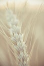 Yellow ripened spikelet of wheat on a field close Royalty Free Stock Photo