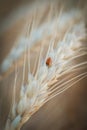 Yellow ripened spikelet of wheat on a field close Royalty Free Stock Photo