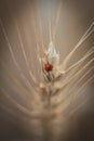 Yellow ripened spikelet of wheat on a field close Royalty Free Stock Photo