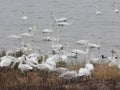 The Yellow River Wetland of Sanmenxia City, China, thousands of swans came to winter from distant Siberia(1). Royalty Free Stock Photo