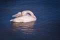 The beautiful Whooper swans and waterfowl