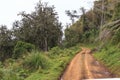 Yellow road in the forest. Aberdare landscape. Kenya Royalty Free Stock Photo