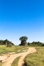 Yellow road. Serengeti landscape. Tanzania.