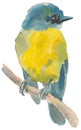 The yellow robin. Watercolor hand painted drawing of bird Royalty Free Stock Photo