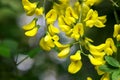 Yellow robinia flowers suitable for pharmacological or culinary use