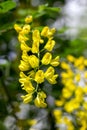 Yellow robinia flowers suitable for pharmacological or culinary use
