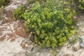 Yellow Rock Samphire growing wild on beach. Crithmum maritimum L