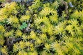 Yellow rock sedum Angelina close up Royalty Free Stock Photo