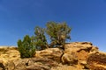 Yellow rocks in the desert with small crooked bushes growing on top of them in front of the blue sky